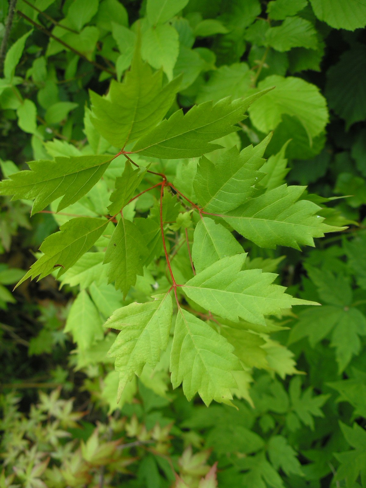 Acer cissifolium (Amahogi Maple) seeds - Twining Vine Garden