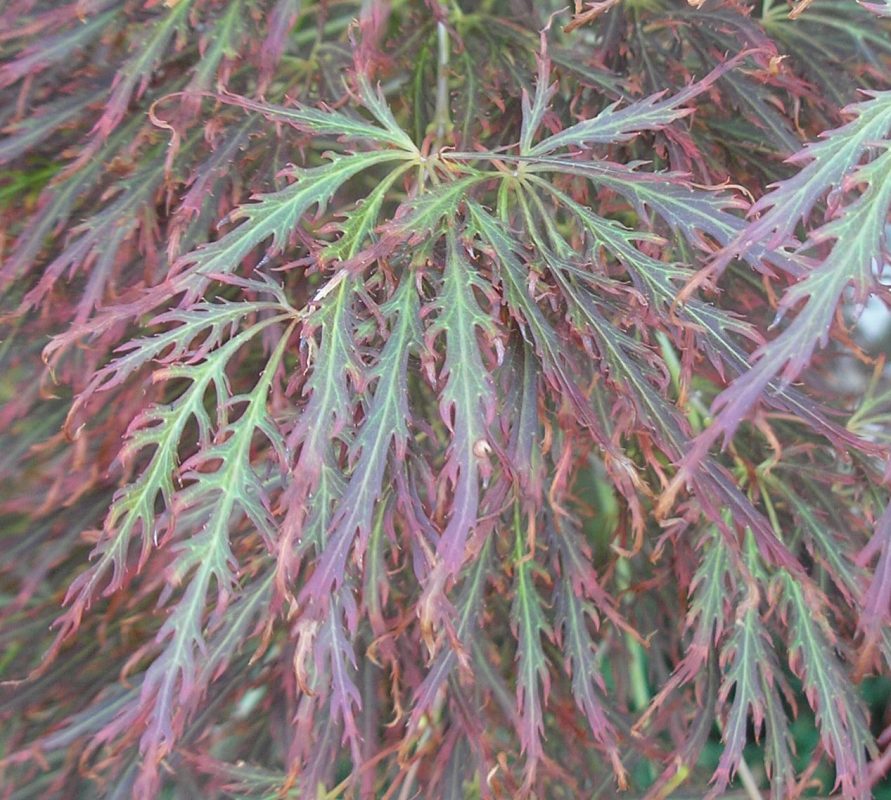 Acer palmatum var. dissectum seeds - Twining Vine Garden