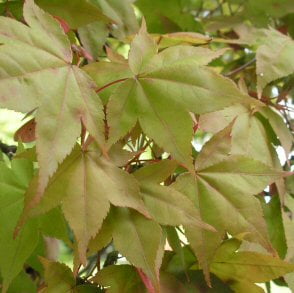 Acer palmatum seeds (Green Leaf Japanese Maple) - Twining Vine Garden