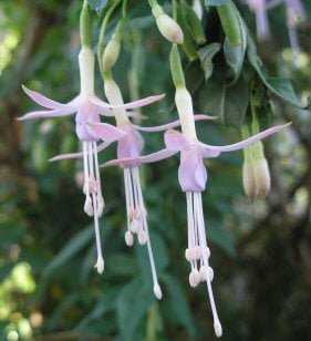 Fuchsia magellanica var molinae seeds (Hardy Pink Fuchsia)