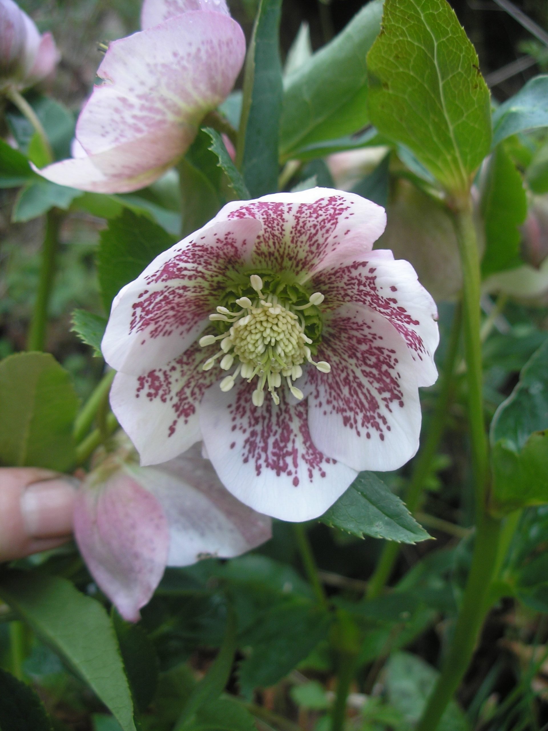 Helleborus seeds (Hellebore mix) Twining Vine Garden