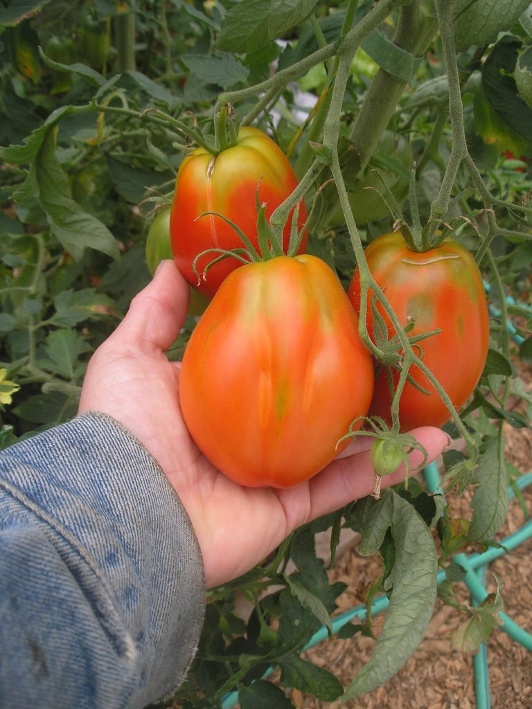 Tomato "Giant Polish Paste" seeds Twining Vine Garden