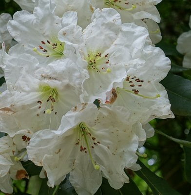 rhododendron vor frost schützen Früh-Rhododendron - Rhododendron praecox main image 0