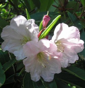 rhododendron indicum kaufen Rhododendron indicum 'Hoshi no Kagayaki' (satsuki azalea), height ~58c   Bonsai Shop