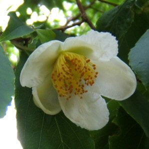 Japanese Stewartia pseudocamellia Deciduous Camellia unusual 8 UK grown seeds
