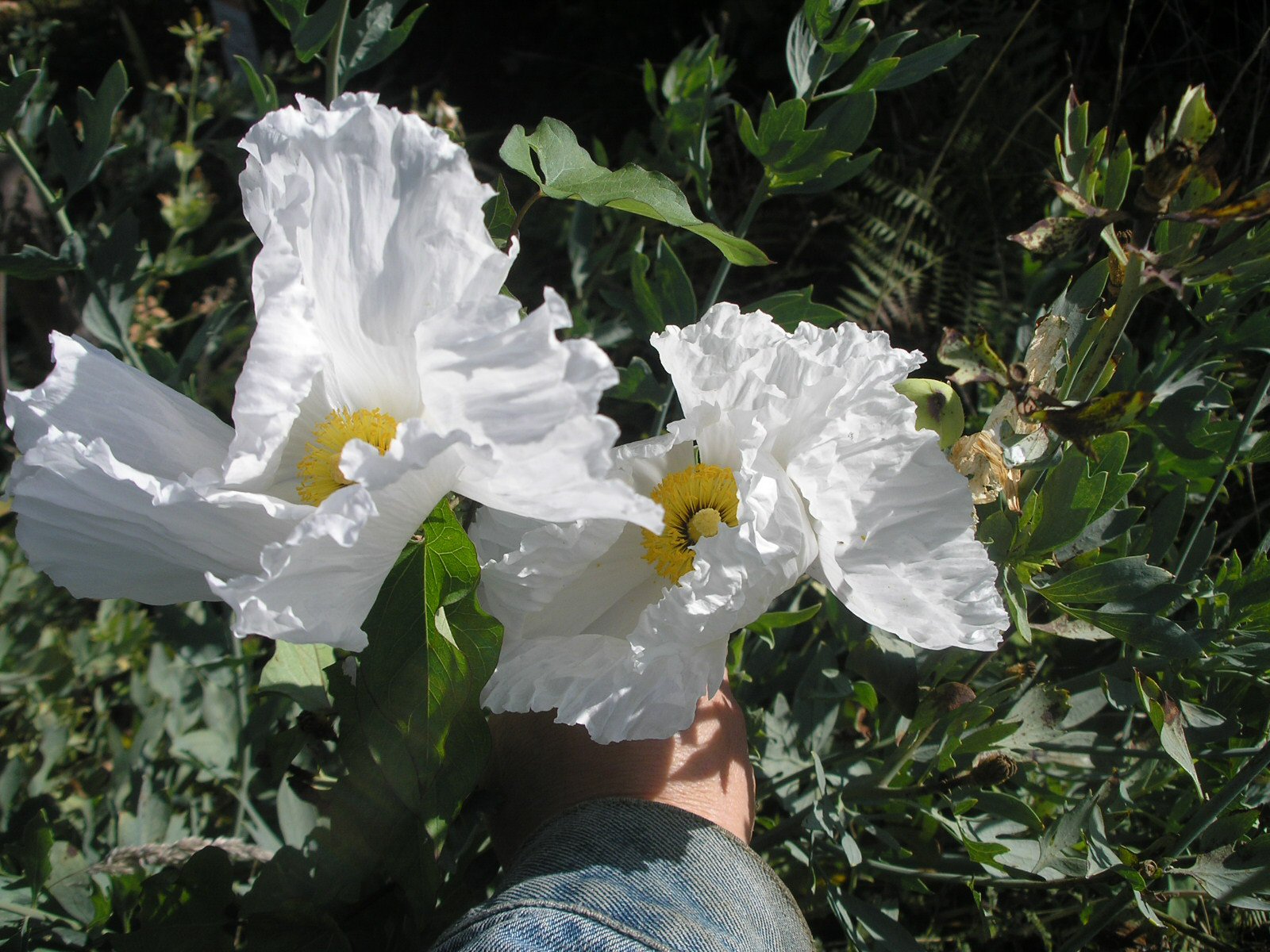 Romneya coulteri seeds (Matilija Poppy) Twining Vine Garden