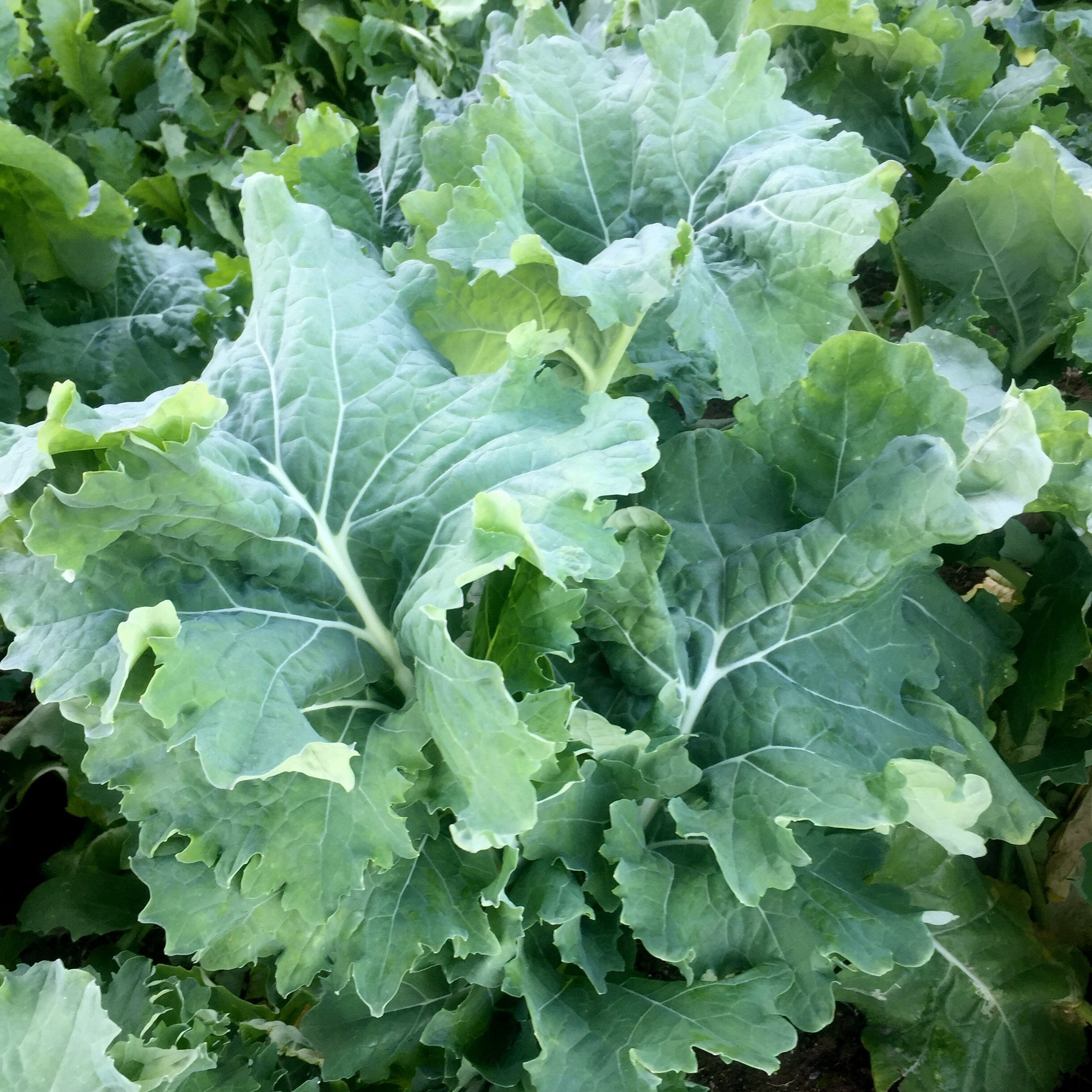 Kale, Sweet Hardy seeds Twining Vine Garden