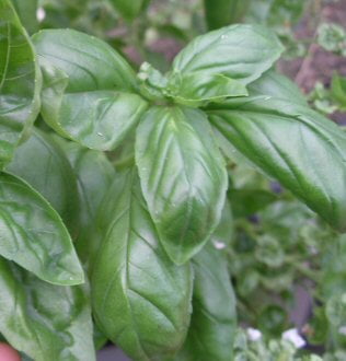 Basil