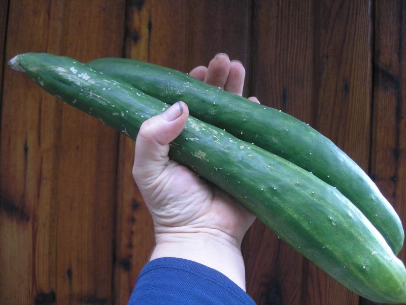 Featured image of post Recipe of Japanese Cucumber Seeds Canada