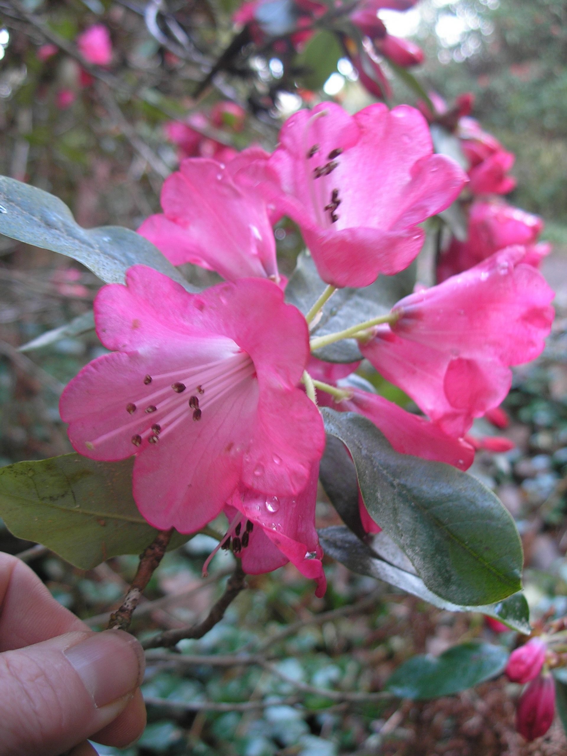 Rhododendron bainbridgeanum seeds - Twining Vine Garden