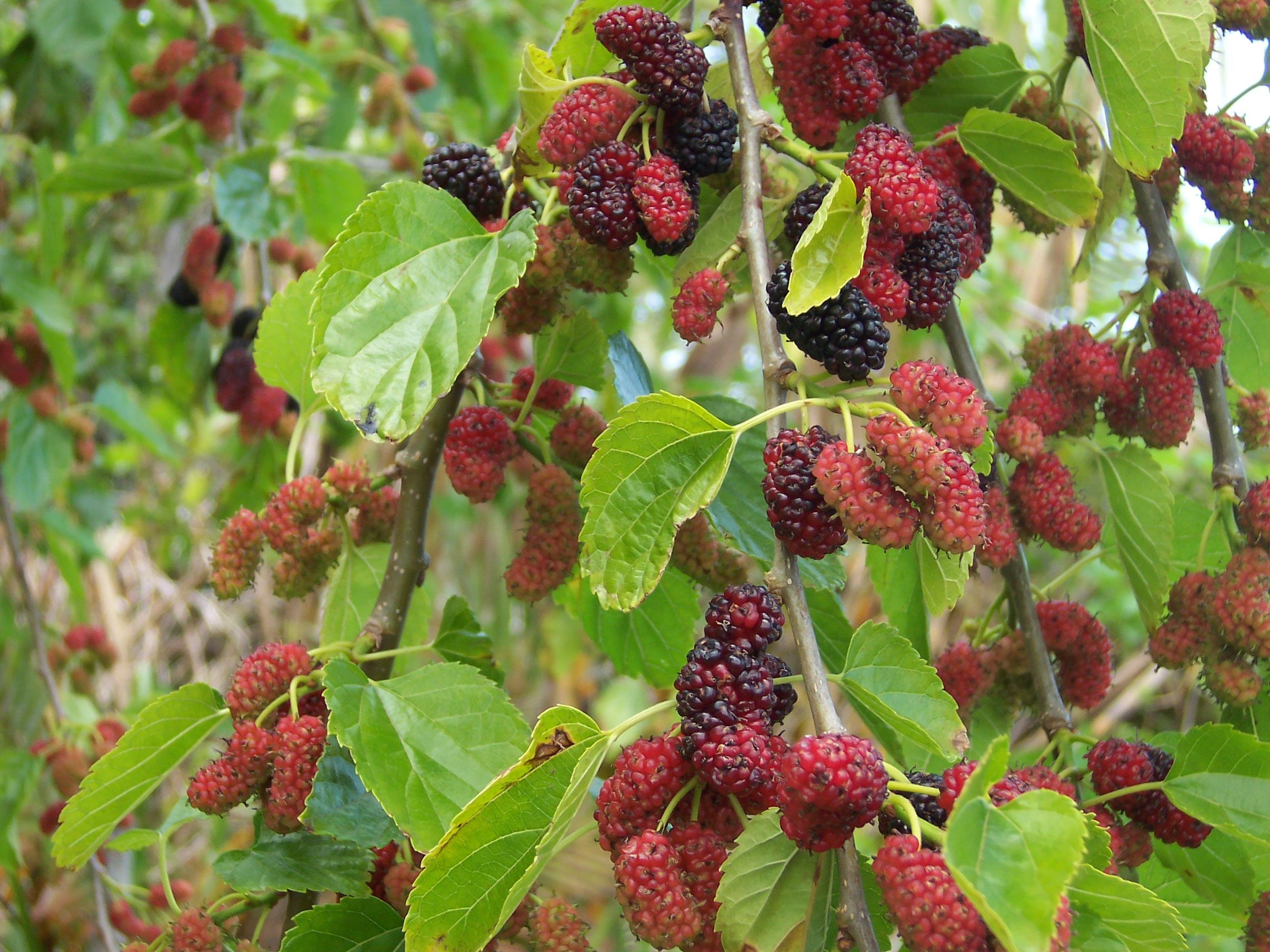 White mulberry discount seeds