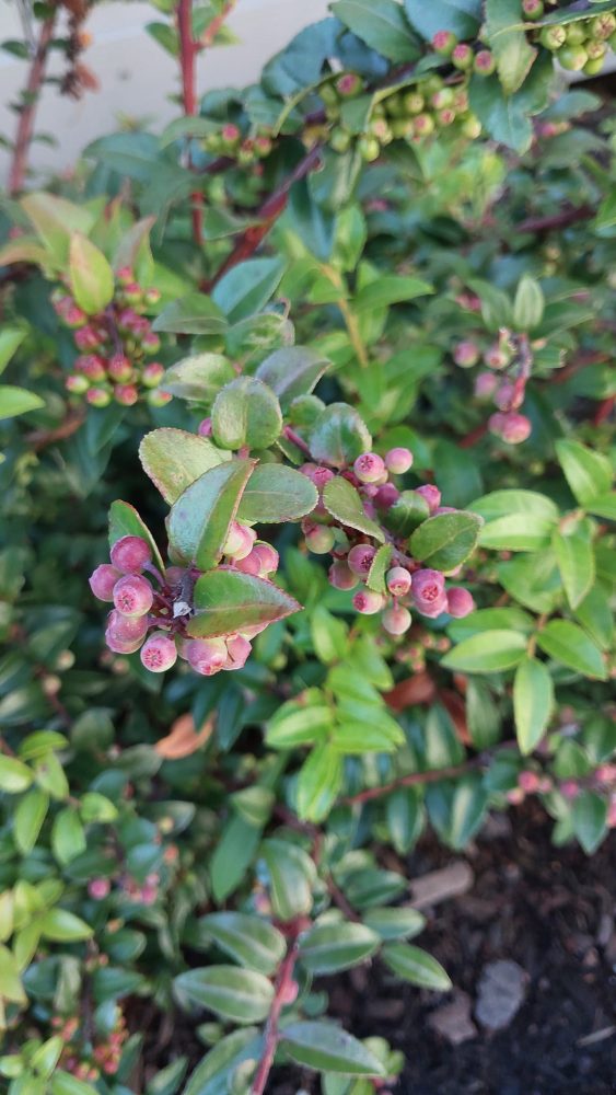 Vaccinium ovatum seed (Evergreen huckleberry) - Twining Vine Garden