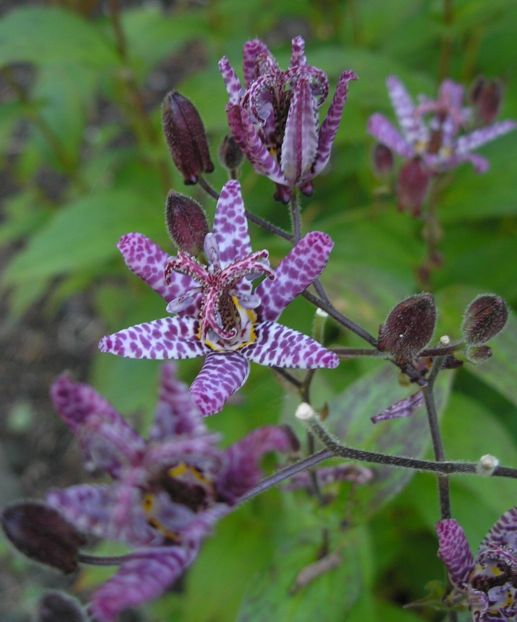 Tricyrtis hirta seed (Japanese Toad Lily) - Twining Vine Garden