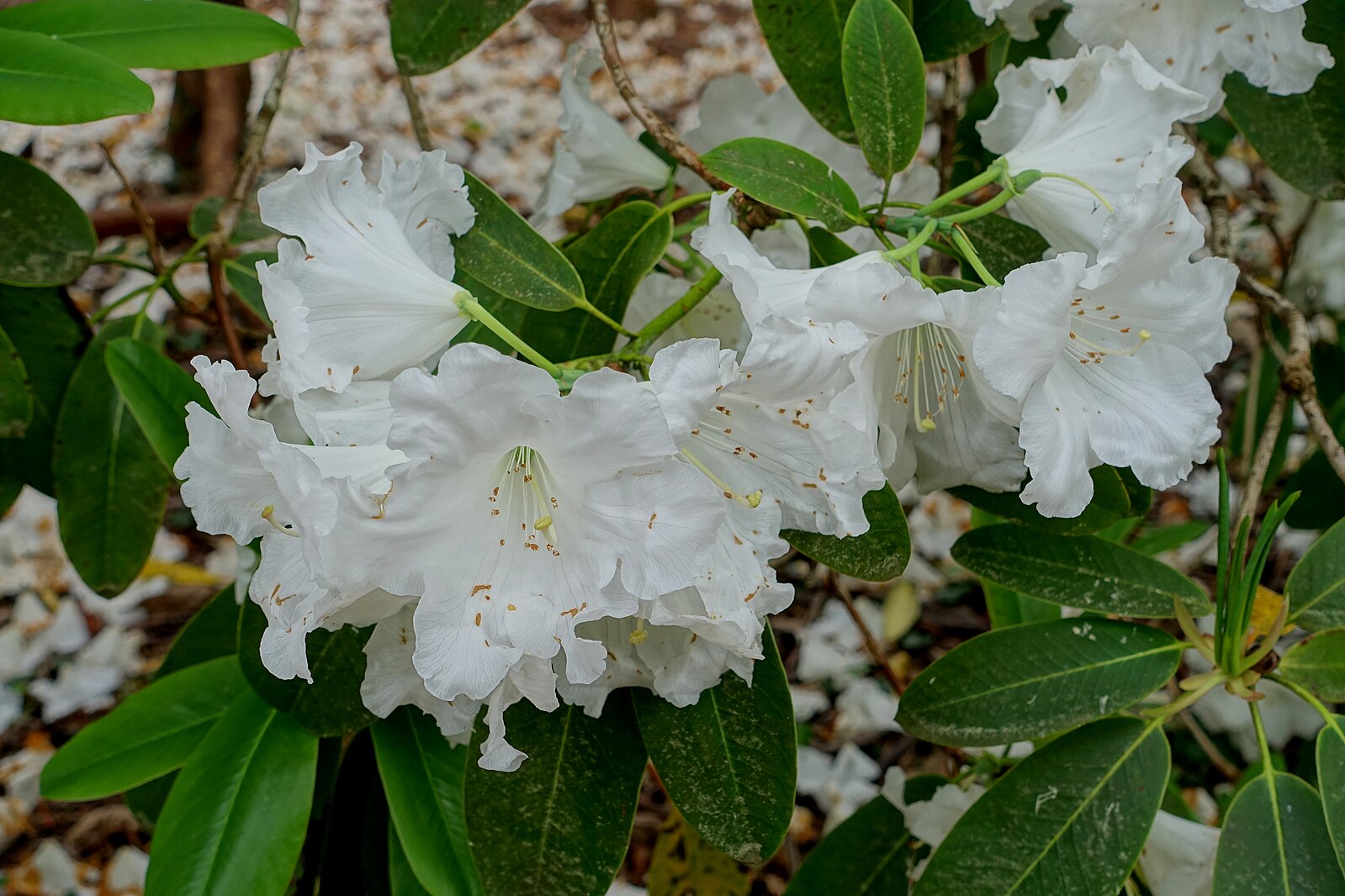 Thread Lead Rhododendron Rhododendron griffithianum seedm (Oblong-Leaf Rhododendron) - Twining ...